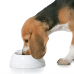 Achieve a healthy diet for your dog