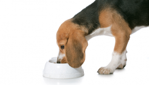 Achieve a healthy diet for your dog