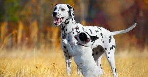 Dalmatians tend to have sensitive stomaches when it comes to dog food
