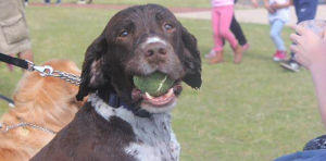 Staffordshire Retired Police Dog Fund spaniel Seamus