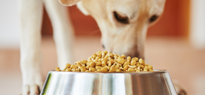 The Dog Man's Choice has dog food for fussy eaters