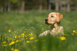Improving your Dog’s Gut Health via Pet Food Ingredients