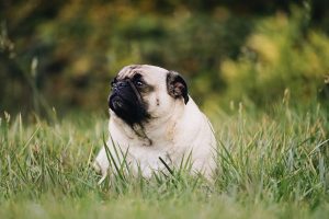 Help overweight dogs to lose weight