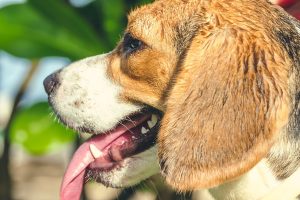 Do dogs have a strong sense of taste?