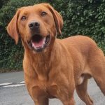 Collagen for Dogs: What It Really Does, What “Peptides” Mean, and How to Choose Wisely