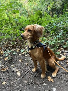 Eat the dog with a shining healthy coat after switching to peptide plus standing in a rural setting