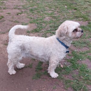 Ted a Shi Tzu after switching to Peptide+ Weight Control and Joint Care The Dog Man's Choice