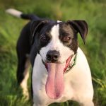 Shiny Coats, Healthy Skin: Why Dogs Are Thriving on Peptide Plus