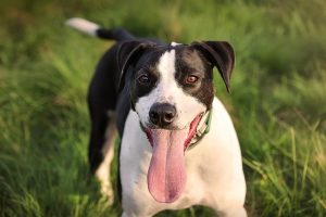 Stock image of a black and white dog with a shiny, healthy coat, used to illustrate skin and coat health.