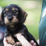 From Training to Nutrition: The Story Behind The Dog Man’s Choice