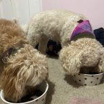 Peptide + Success for Sensitive Cavapoochon