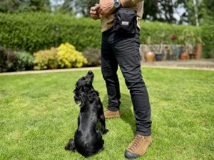 Working cocker spaniel focused on handler during reward based training session, clicker and treat pouch visible