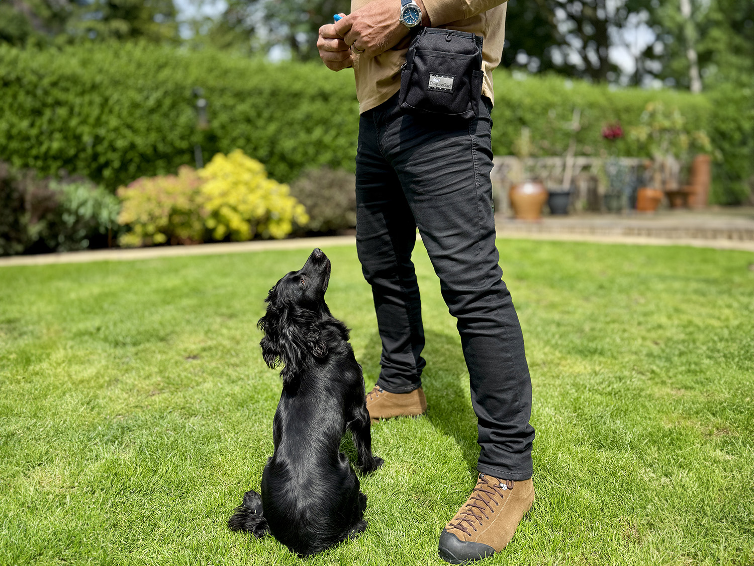 Structured reward - based training Working cocker spaniel focused on handler during reward based training session, clicker and treat pouch visible