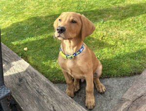 Young Labrador puppy sitting calmly during reward based Dog Training, reinforcing could be behaviour through consistent rewards.
