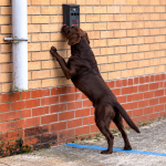 What Makes a Working Dog’s Coat Look So Good?